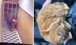 外卖员爆料宠物猫视频下载,视频走红网络